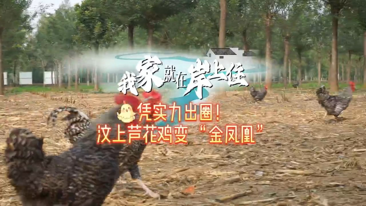 我家就在岸上住丨憑實力出圈！汶上蘆花雞變 “金鳳凰”